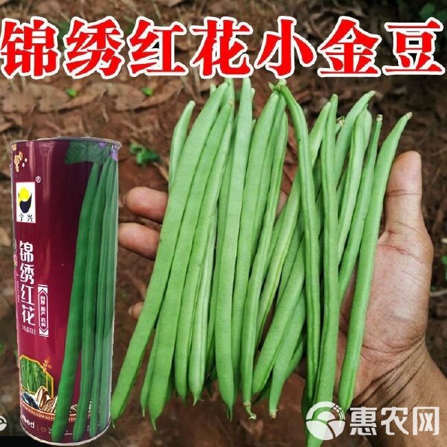 锦绣红花小金豆种子肉厚中早熟红花绿荚嫩荚无筋架四季豆基地通用