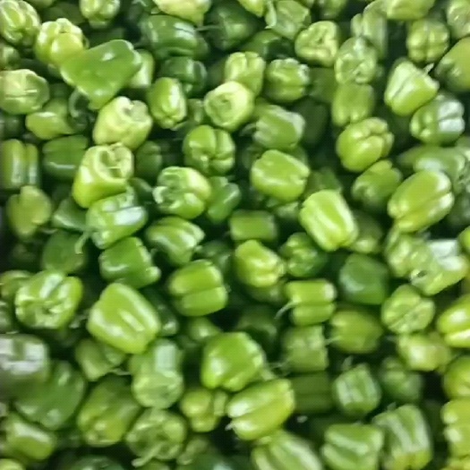 圆椒