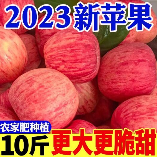 洛川县新鲜现摘苹果红富士水果脆甜甜应季当季水果整箱装批发零售