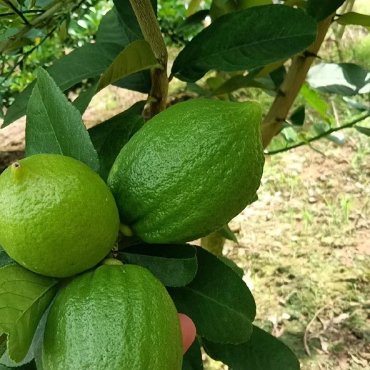 屏边县广东无籽香水柠檬。