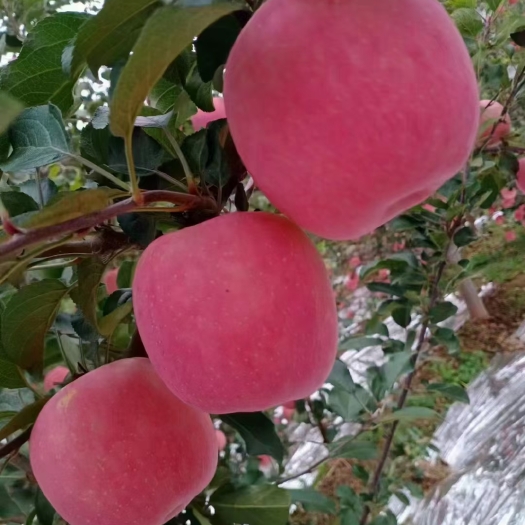 天水短枝(๑>؂<๑）富士