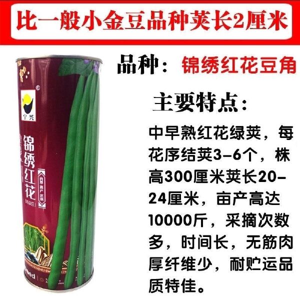 锦绣红花小金豆种子肉厚中早熟红花绿荚嫩荚无筋架四季豆基地通用