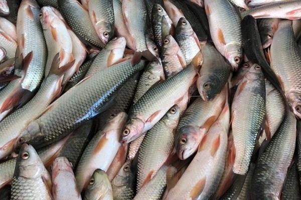 衡阳县鲮鱼（10个一斤）