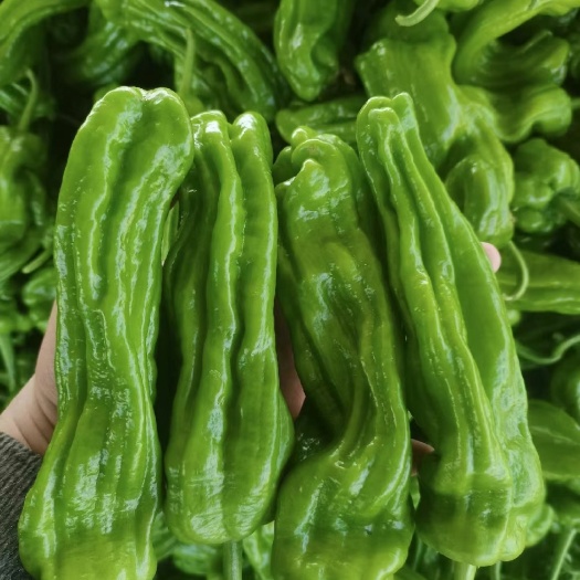 沭阳县薄皮椒