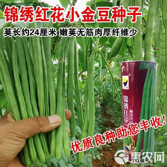 锦绣红花小金豆种子肉厚中早熟红花绿荚嫩荚无筋架四季豆基地通用