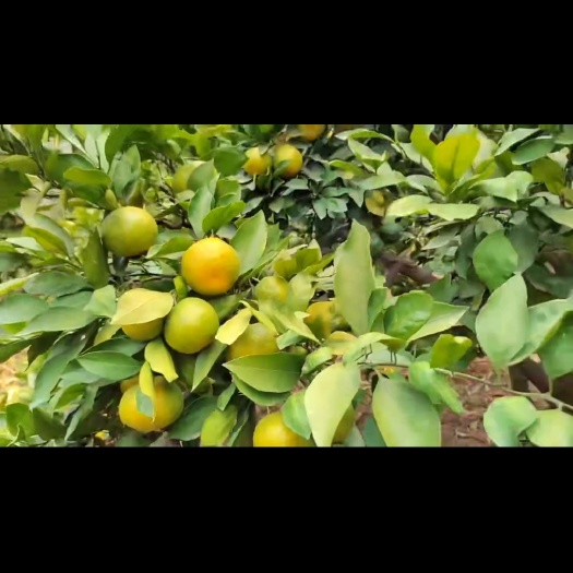 石门-柑橘之乡，大量柑橘，可现场考察查看货源