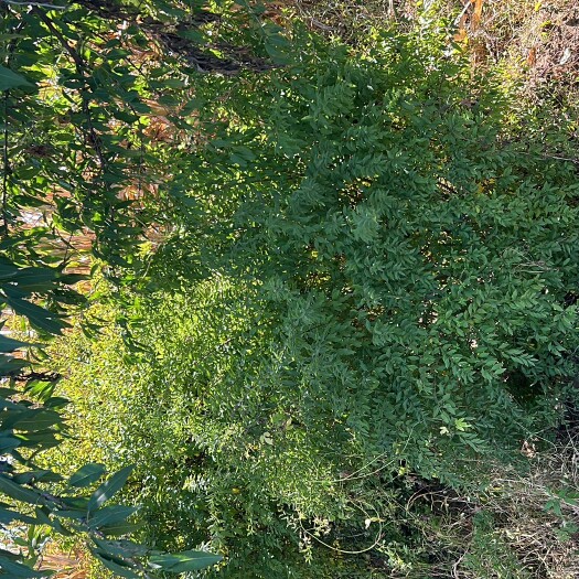 海城市珍珠绣线菊7年生以上数量不多批发