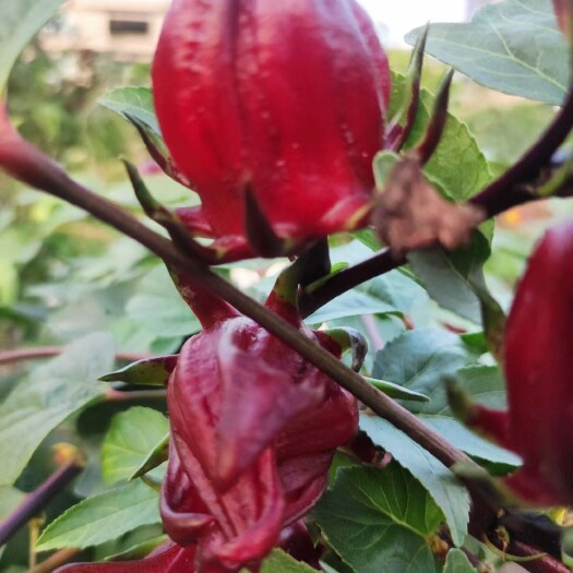 诏安县新鲜现摘洛神花玫瑰茄 植物界红宝石福建