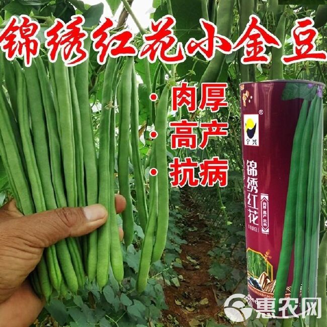 锦绣红花小金豆种子肉厚中早熟红花绿荚嫩荚无筋架四季豆基地通用