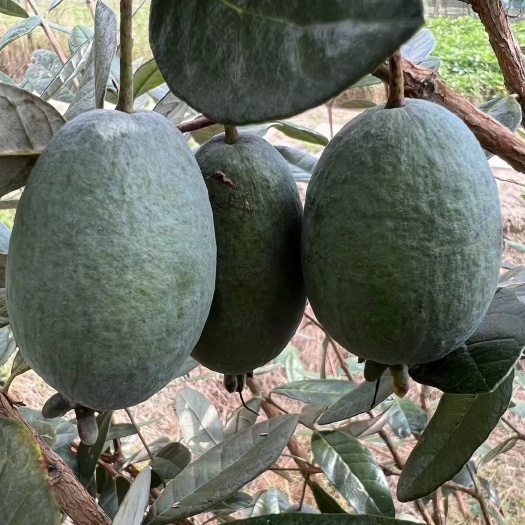 鄱阳县菲油果大苗 斐济果苗