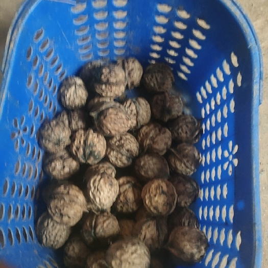 宜良县山核桃