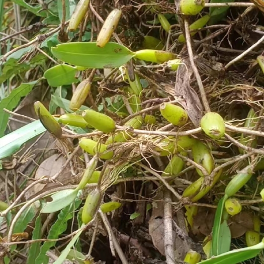 思茅云南普洱石橄榄_单叶中大果