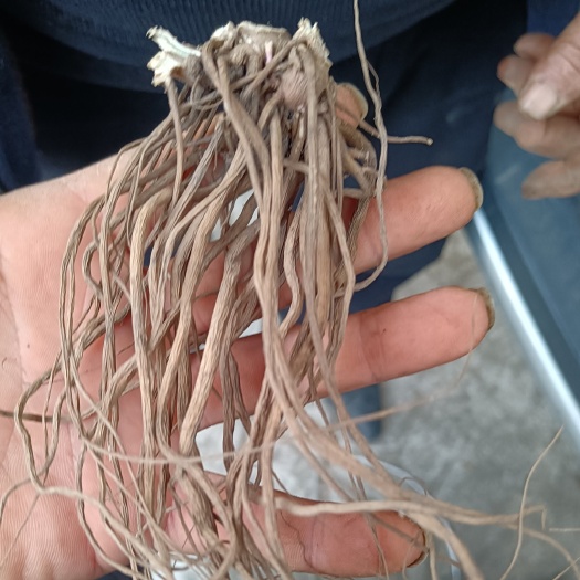 平塘县牛膝，怀牛膝，土牛膝