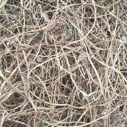 东明县花生秧