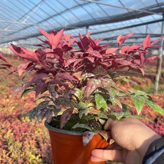 青州市火焰南天竹，规格齐全库存量大，火焰南天竹穴盘苗