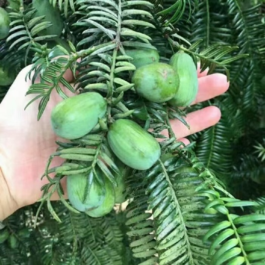 香榧子