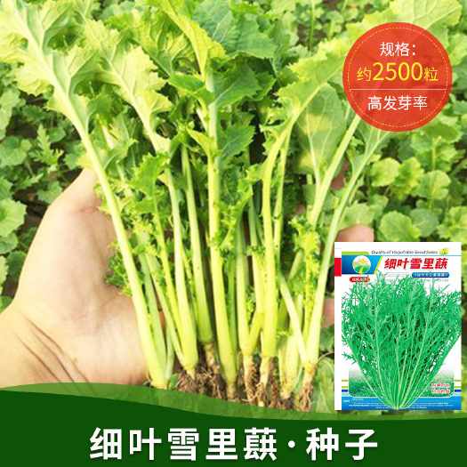 雪里红九头鸟种子咸菜四季农田菜园基地中熟腌芥菜辣味浓蔬菜种子