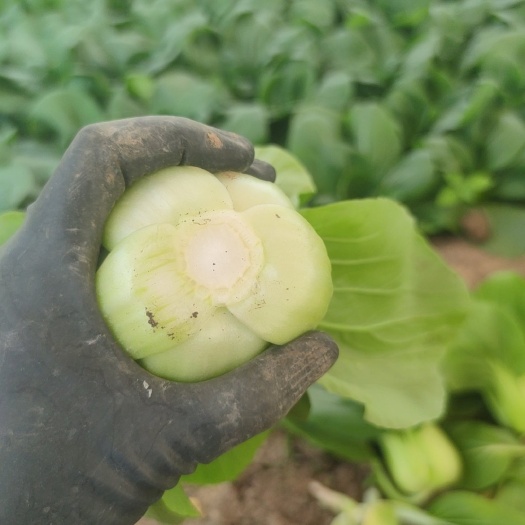 大同油菜基地，大颗油菜，一颗3两左右