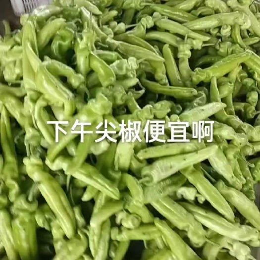 莘县精品尖椒