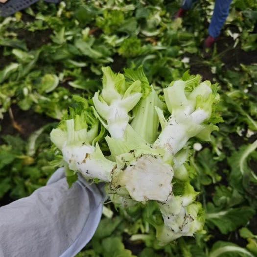 潼南小心子儿菜，正在出货拉。有图有真相。