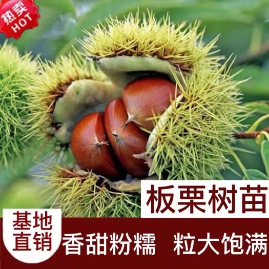 平邑县新品板栗树苗农大一号板栗树苗南北方种植嫁接苗盆栽地栽苗