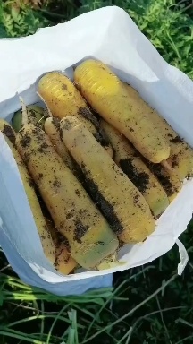 齐头黄黄萝卜，黄胡萝卜，新疆产地直发，自产自销，代办费