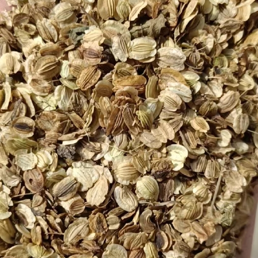 绛县白芷种子新货已到，白芷籽，白芷种籽，山西白芷种子