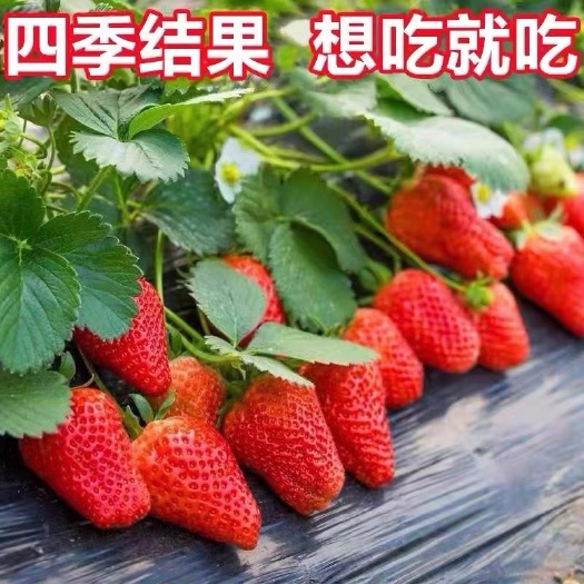 平邑县新品四季奶油香草莓苗结果多多盆栽地栽苗南北方种植苗