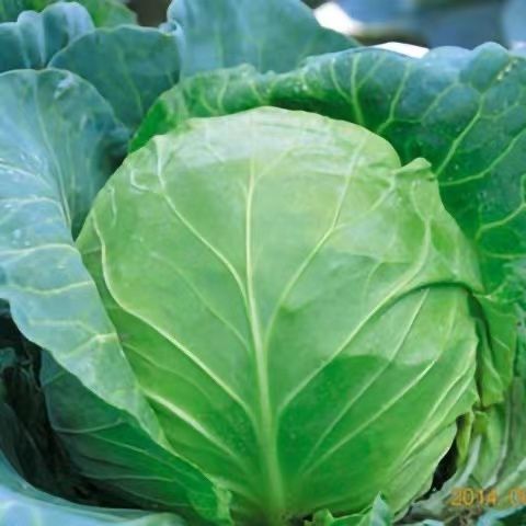中早熟产高鲜食圆球形甘蓝种籽基地包菜卷心菜种球型珍绿甘蓝