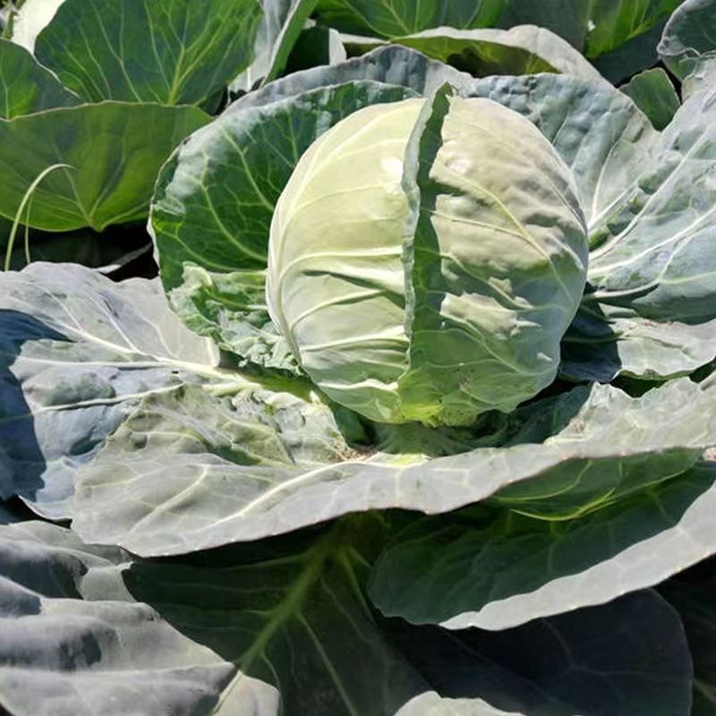 中早熟产高鲜食圆球形甘蓝种籽基地包菜卷心菜种球型珍绿甘蓝