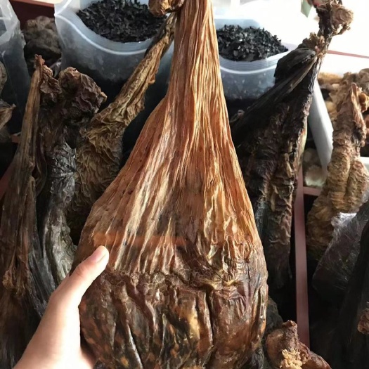 鹿胎 干鹿胎