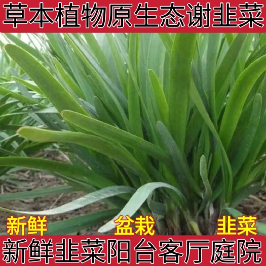 新鲜盆栽韭菜阳台客厅草本植物四季可移栽