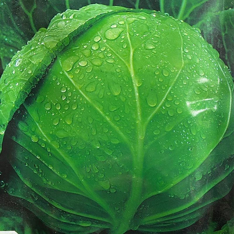 中早熟产高鲜食圆球形甘蓝种籽基地包菜卷心菜种球型珍绿甘蓝
