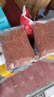 绛县酸枣仁种子，晋酸3号种子，酸枣育苗种子新货酸枣种植