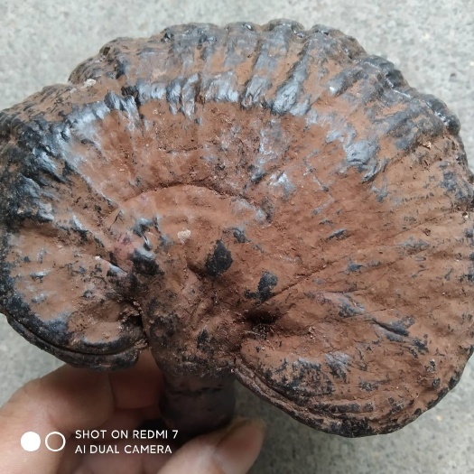 防城港广西十万大深山灵芝