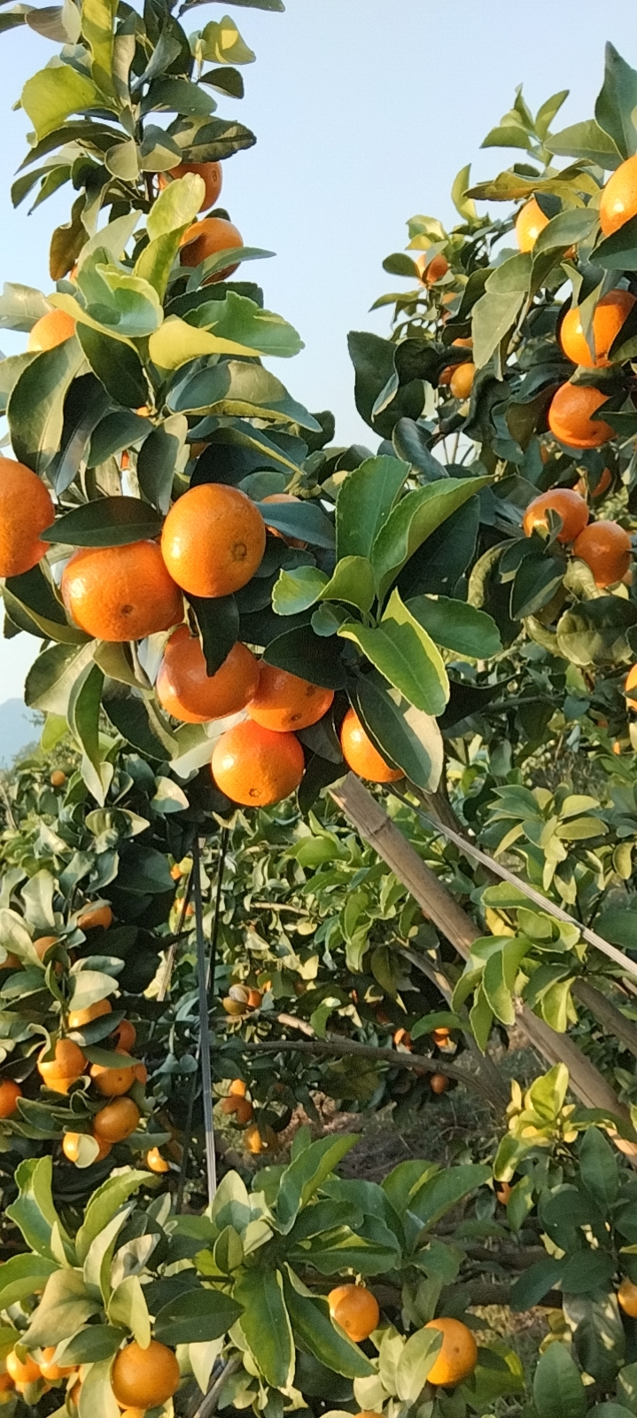 广西全州砂糖橘过来了大量上市