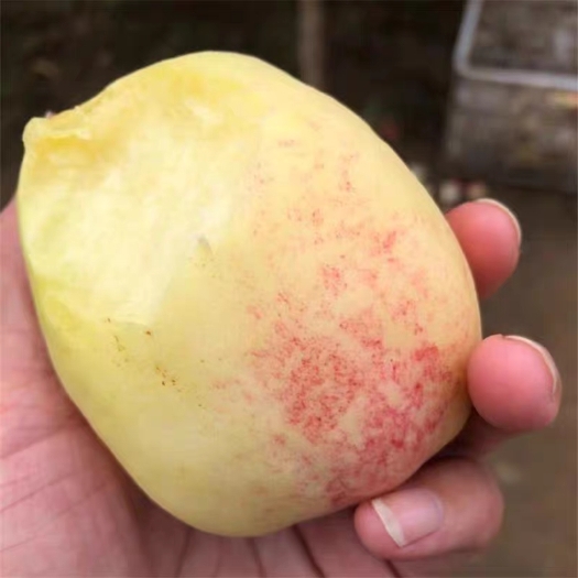 深州市深州蜜桃奴