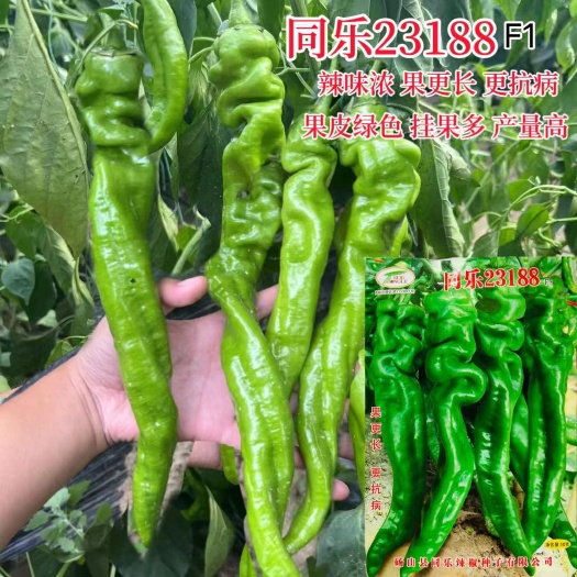 沭阳县一代杂交螺丝椒 种子耐热耐热 抗病 同乐23188
