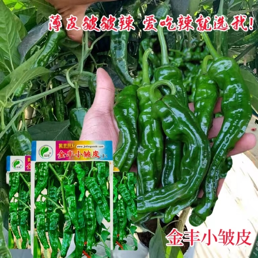 早熟金丰小皱皮辣椒种子辣味浓口感好香味佳薄皮耐低温春秋两用种