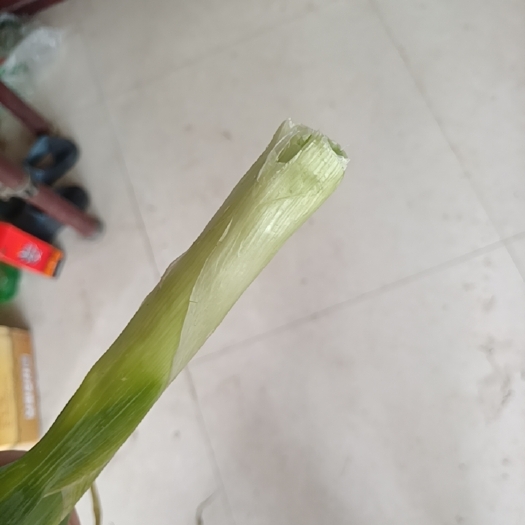 大葱，价格美丽欢迎购买