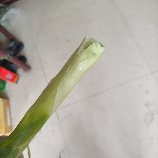 葫芦岛大葱，价格美丽欢迎购买