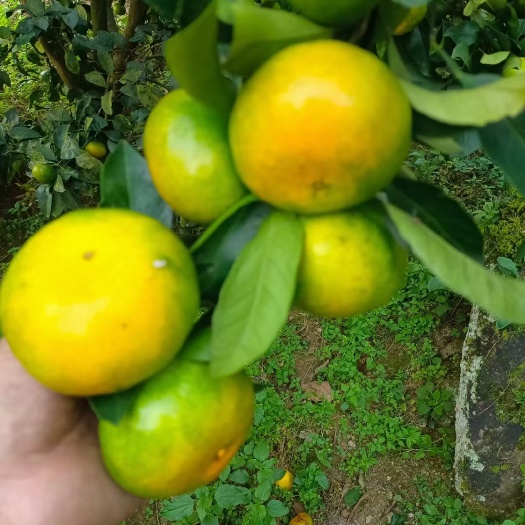 宜章县早桔