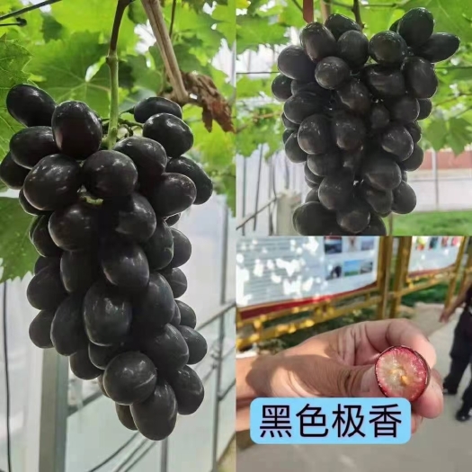 黑色极香南方北方种植葡萄苗