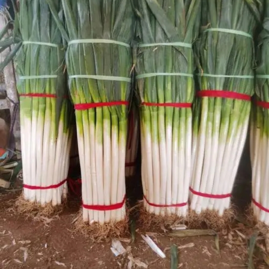 葫芦岛大葱大葱，价格美丽