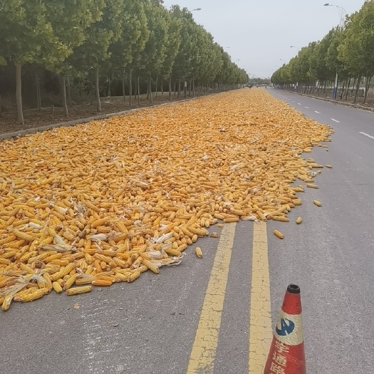 广饶县卖黄储