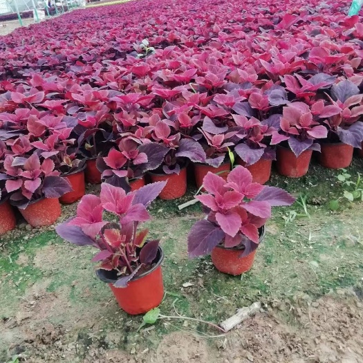 青州市彩叶草，红黄火焰，多色，规格齐全，彩叶草穴盘苗