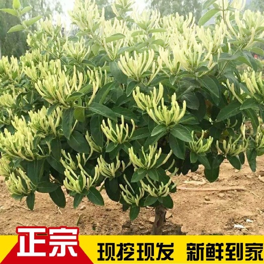 四季金银花苗红色黄白色树形爬藤耐寒旱盆栽庭院可泡茶食用药用