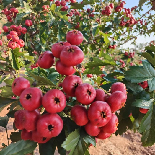 甜紅子山楂