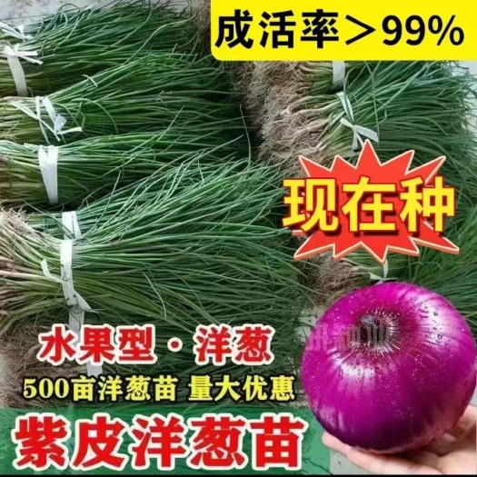 四季水果紫皮洋葱苗洋葱苗小苗红皮秧苗基地直发种植苗批发