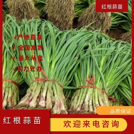 武山县甘肃红根蒜苗大量上市，根红叶绿，支持各种加工，有需要的老板抓
